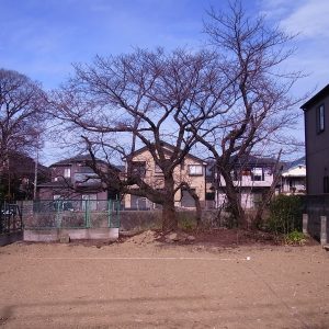 桜　木の家